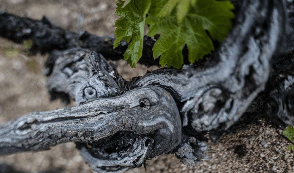 L&rsquo;esprit des vignes